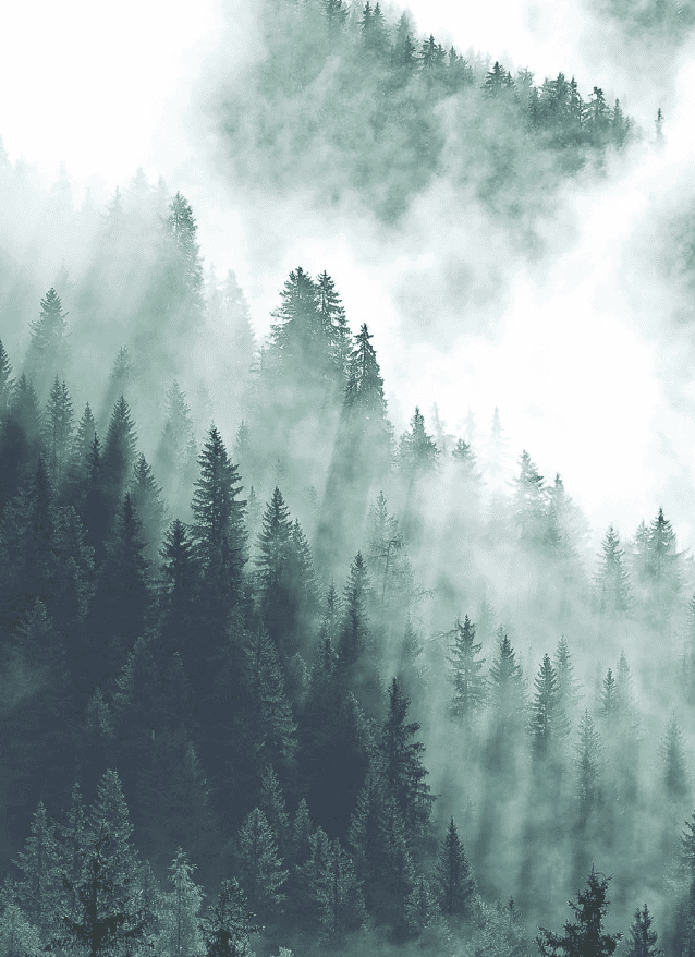 foret FIBRE PREMIUM